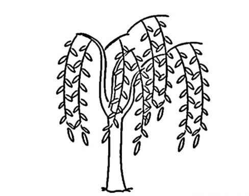 垂柳简笔画怎么画，垂柳简笔画图片大全