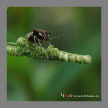 蝽象咬人吗，蝽象幼虫