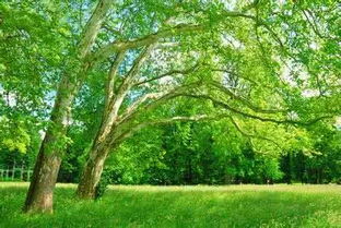 三棵树刷新服务电话，三棵树防水涂料