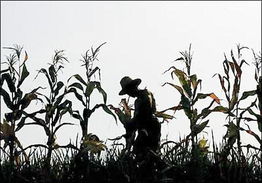 伏旱的解释伏旱的解释是什么