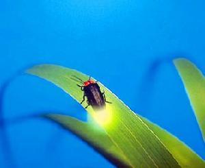 萤火虫的萤组词和部首，飍靐龘飝朤茻馫麤鱻灥组词
