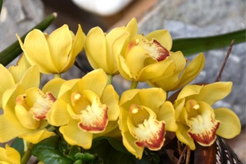 篁竹的拼音，篁竹的诗句