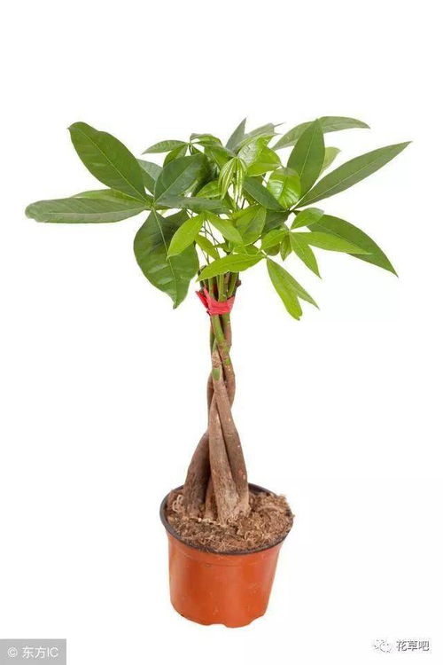 四年级的作文300字