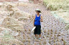 伏旱是几月，伏旱的原因