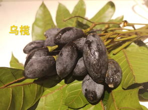 乌榄的功效与作用与禁忌，乌榄怎么吃