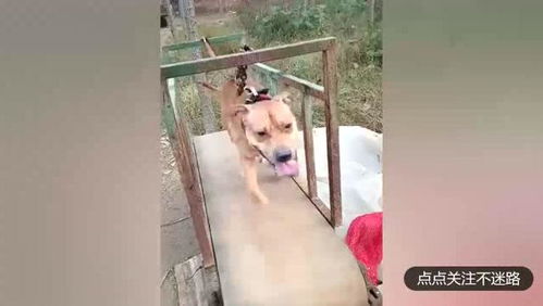 累成狗图片配图，一天下来累成狗图片