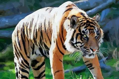 属虎的是哪年出生的