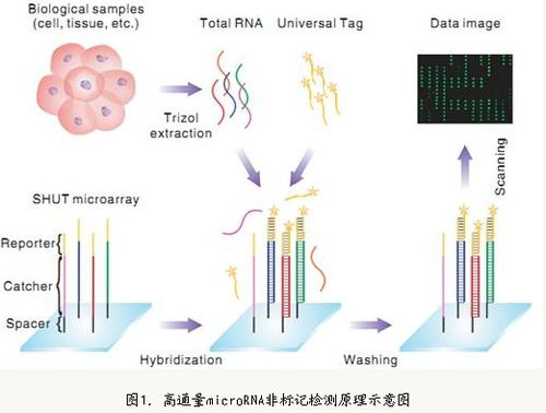 酸的英文sour吗?