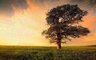 舒婷的致橡树全文，致橡树全文解析