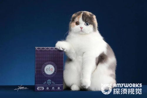 猫的组词有哪些词语