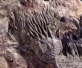 古生代包括哪几个纪