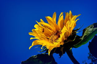 朝气蓬勃的拼音和意思，朝气蓬勃 的拼音