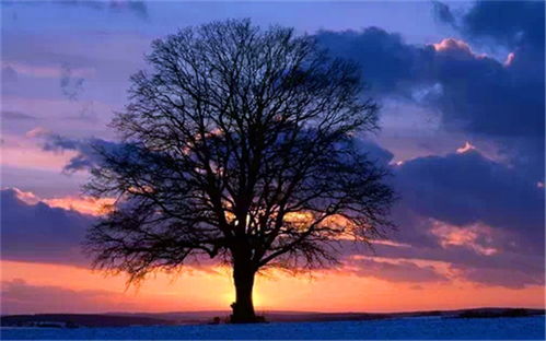 舒婷的《致橡树》这首诗的主要意思是什么,橡树和木棉分别代表什么?_百度