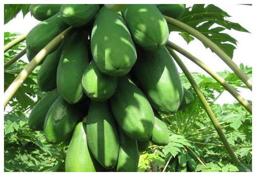 万寿果图片，万寿果泡酒功效和作用