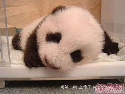 娇憨的拼音，娇憨可爱的意思