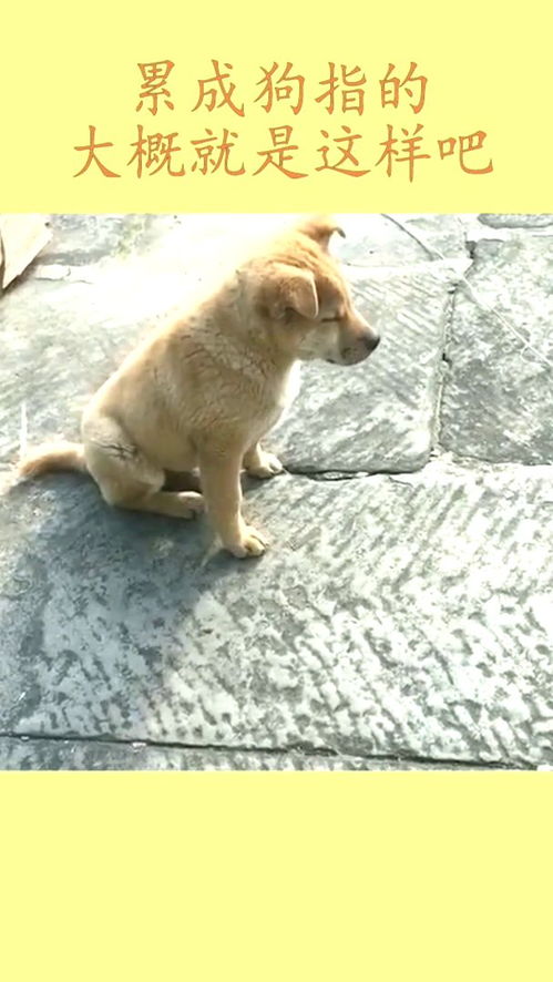 “累成狗了”和“累成马了”哪个更严重?