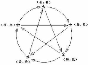 五脏六腑指拼音