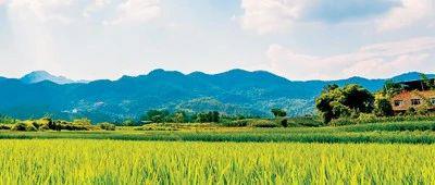 田垄读音，田垄像一条条通往幸福的金色大道