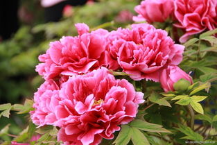 牡丹花王品种介绍