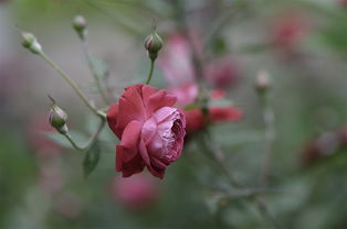 评头品足是高手指什么生肖，评头品足是高手,一手一脚都是戏