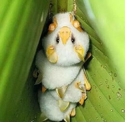 洪都拉斯白蝙蝠能养吗?