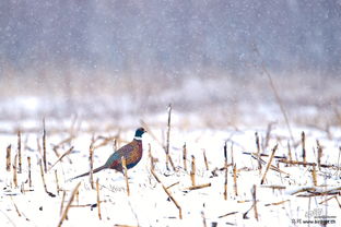 料峭的拼音，料峭春风吹酒醒