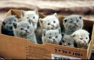 威吓的读音是什么意思，威吓小姨