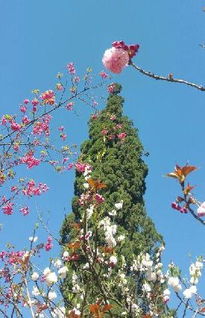 万花丛中一点绿什么意思，万花丛中一点绿下一句怎么说