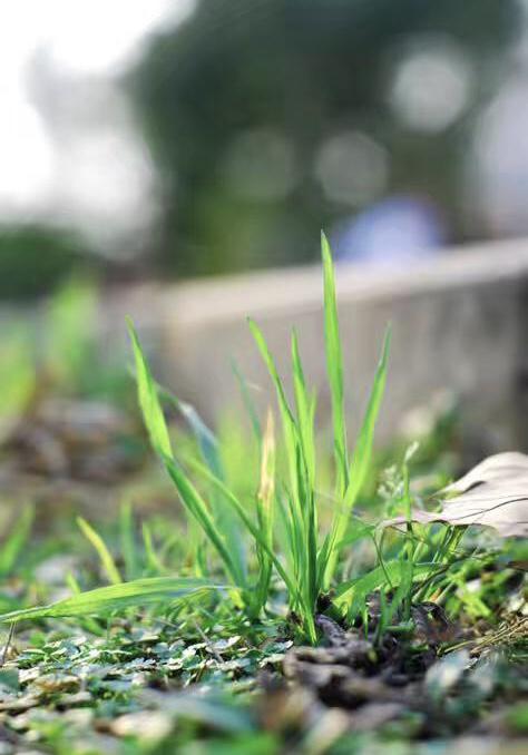 春天来了小草发芽了改为拟人句，小草发芽了改为拟人句三年级