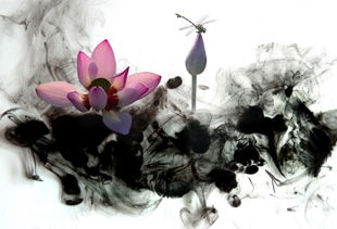 墨菊和墨荷是同一个菊花品种还是2个不同的品种???