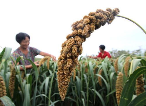 篙字的读音篙字的读音是什么 篙字读法