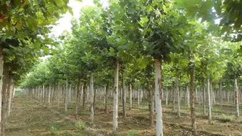 法桐的资料简介有什么(了解法桐主要特征)