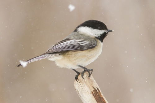 蚱组词组和部首，蚱的组词和拼音和部首