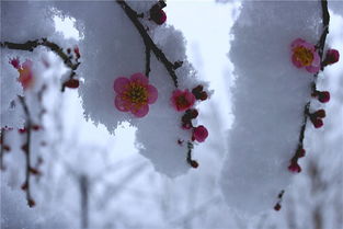 小学五年级长用四字成语故事