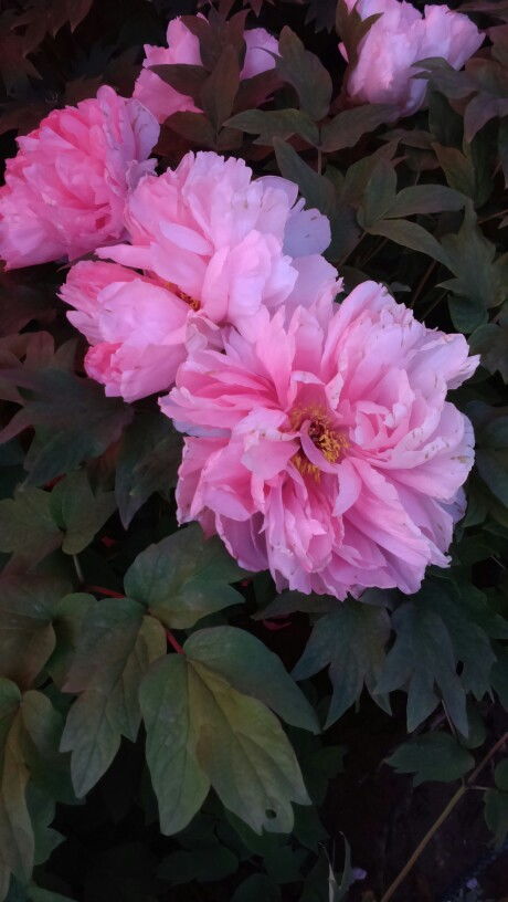 牡丹花王好养吗，牡丹花王和洛阳红哪个好