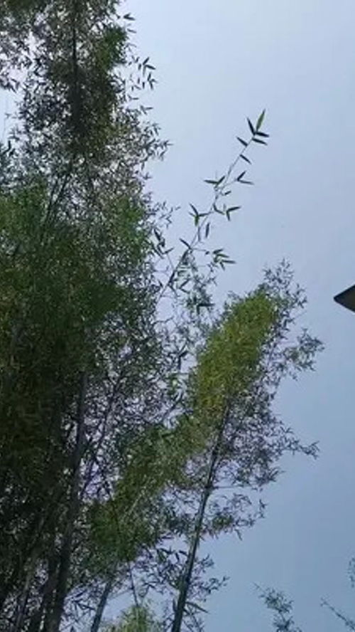 阳光明媚的一天早上对不对