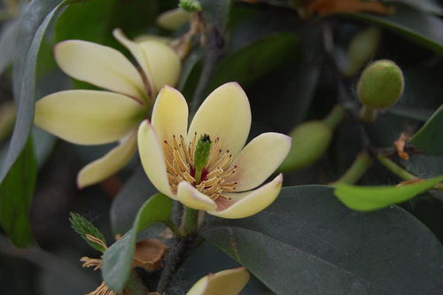 含笑的《飞天》 歌词