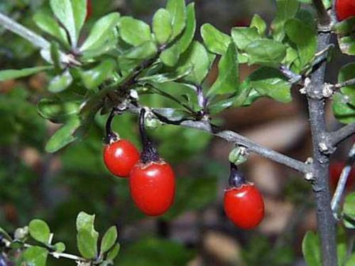 三颗枸杞豆原文，三颗枸杞豆读书笔记摘抄