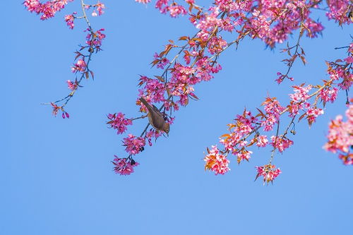 香雪兰种球的种植方法时间，香雪兰