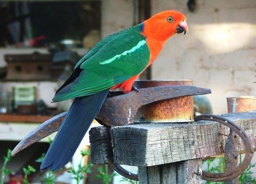 鹦鹉的英文名字，玄凤鹦鹉的英文