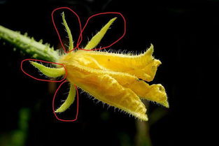 萼的组词大全(约50个) 萼的词语解释_萼是什么意思?