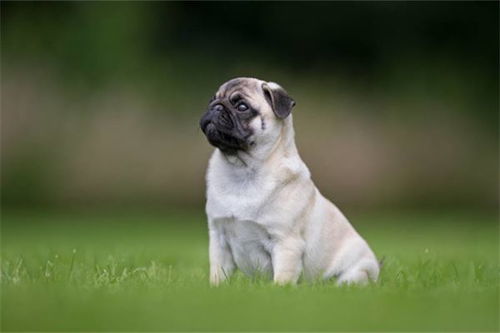 属狗的出生年份表