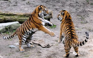 老虎的尾巴有什么作用