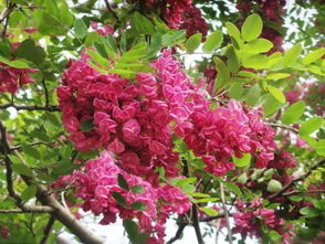 槐树花怎么做好吃，槐树花泡水喝的功效和作用