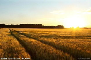 庄稼的拼音和意思怎么写，稼的拼音