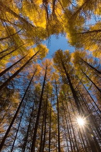 田园乐其四夏寒的意思，田园乐其四王维拼音版