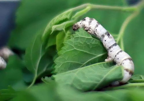 养蚕的方法和步骤,用纸盒还是塑料盒养合适