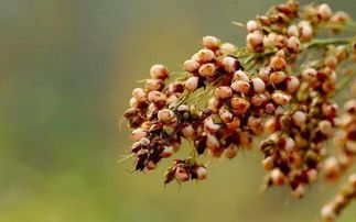 高粱拼音是什么