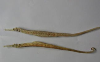 海龙的功效与作用吃法，海马的功效与作用吃法小孩子