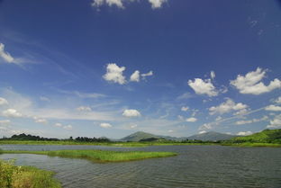 wetlands是什么意思